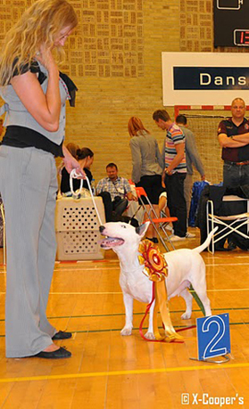 gallery/world_dog_show_2010dk_153-ts1481553817.jpg