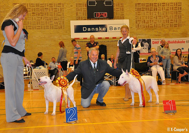 gallery/world_dog_show_2010dk_149_n